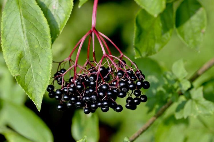Elderberry Harvest: How To Harvest & Use Elderflower Berries