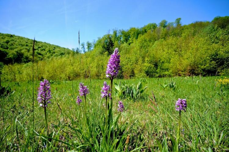 Native And Hardy Orchids: The Most Beautiful Species For The Garden