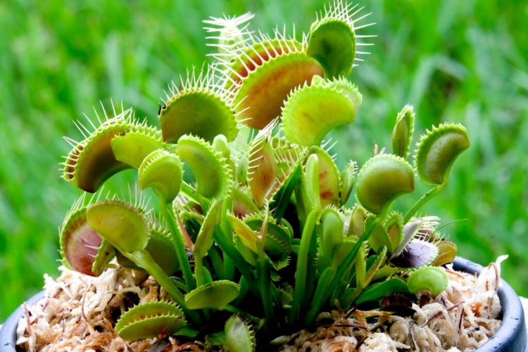 The Venus Flytrap Care Indoors: Tips For Optimal Care Of The Carnivore