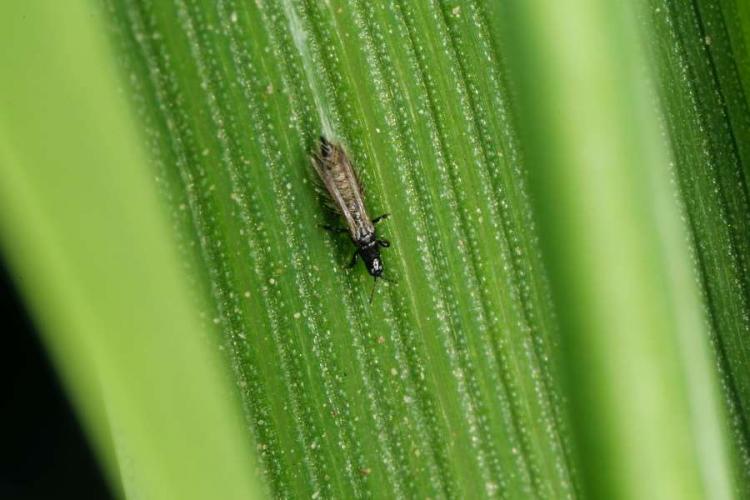 Fighting thrips: Recognizing the damage and fighting successfully