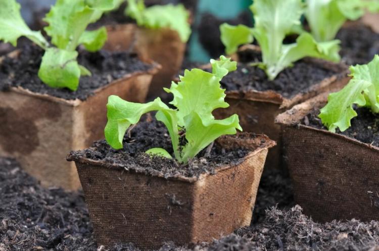 Growing lettuce: instructions for growing Lactuca sativa