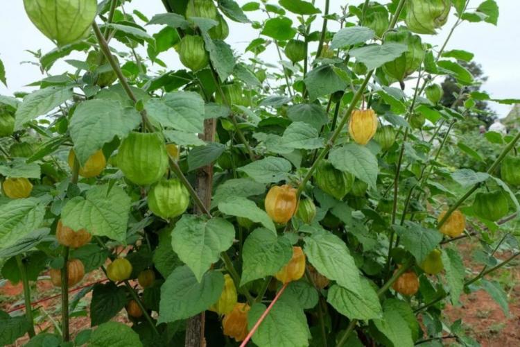 Maintaining Physalis: Tips for pruning, fertilizing & cutting