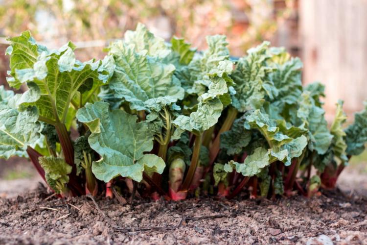 10 tips for growing rhubarb