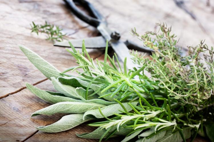 Harvesting herbs: right time and tips for harvesting