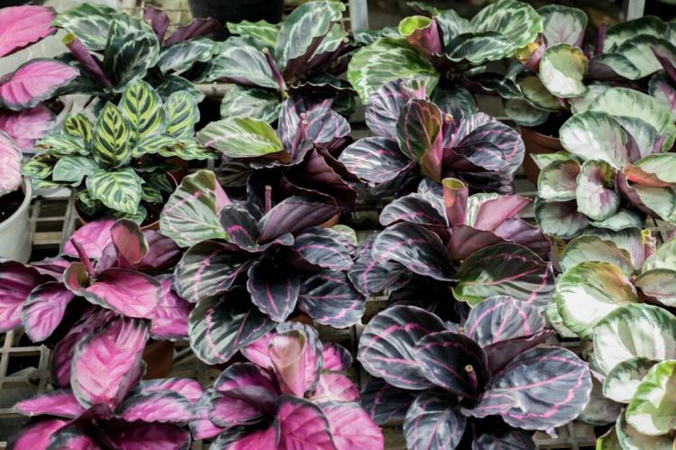 Calathea Species: List And Pictures Of The Most Beautiful Basket Marants
