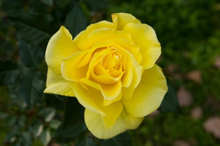 Bouquet rose varieties: the 20 most beautiful varieties for your garden