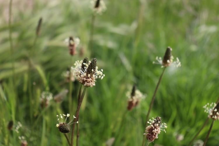 Ribwort Plantain: The Medicinal Plant From Your Garden