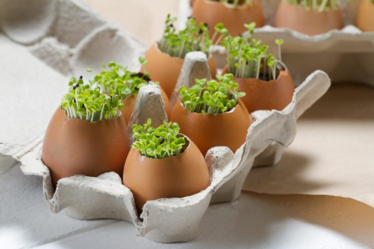 Garden Cress: How To Sow, Grow And Harvest Yourself