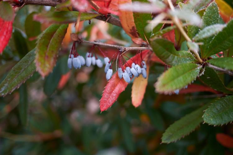 Barberry hedge: tips for planting & caring for
