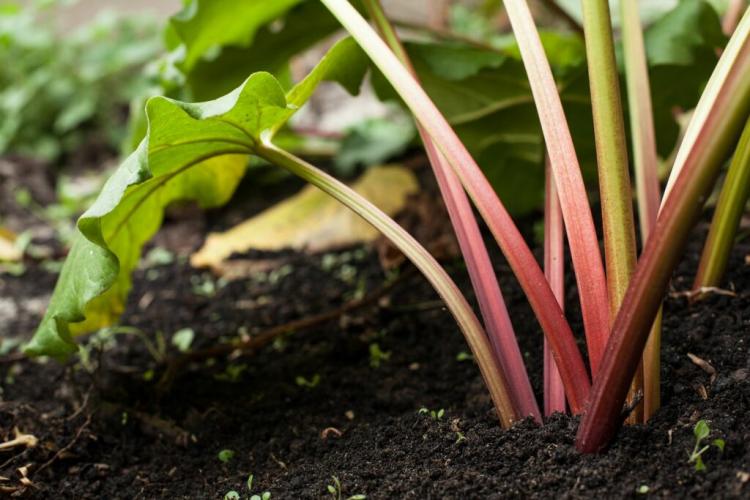 Rhubarb: Planting, Fertilizing And Harvesting The Barbarian Root