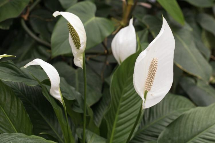 Einblatt: Care, Location And Propagation Of The Peace Lily