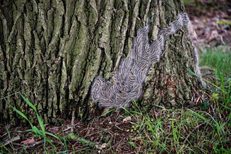 Oak processionary moth: Avoid rashes in humans and animals