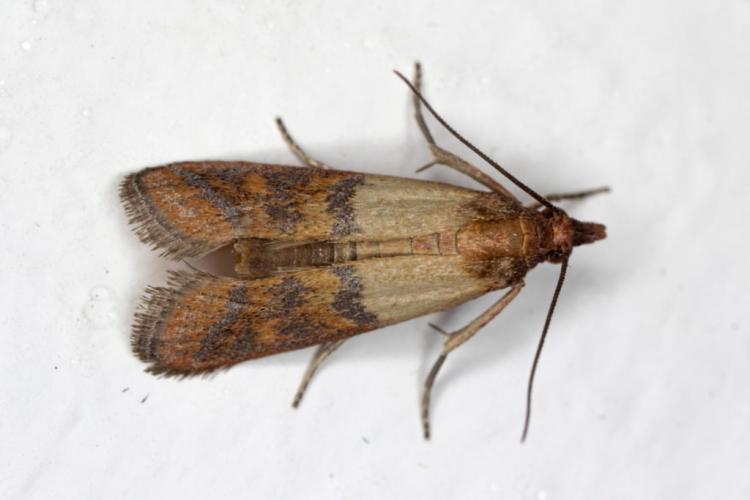 Dried Fruit Moth: Successfully Combat & Recognize the Food Moth