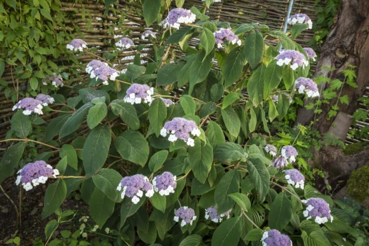 Hydrangea Fertilizers: Everything You Should Know At A Glance