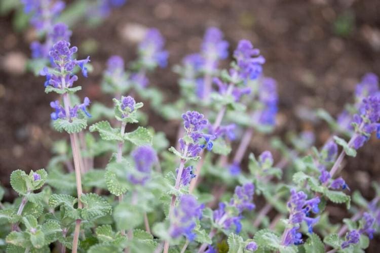 Catnip Planting: Everything About When And How To Plant