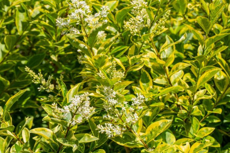 Privet Plants: Professional Tips On Location And Procedure