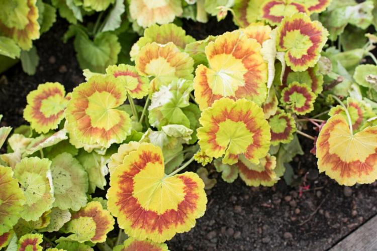 Yellow Leaves In Geraniums: How To Remedy Geranium Chlorosis