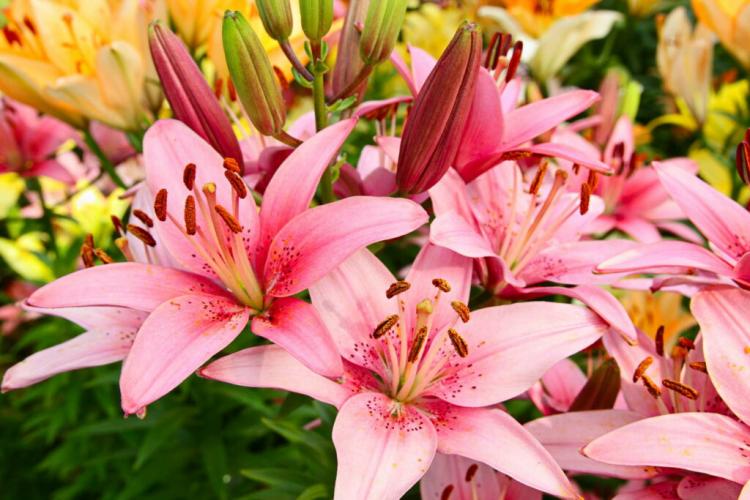 Caring for lilies: tips from the experts
