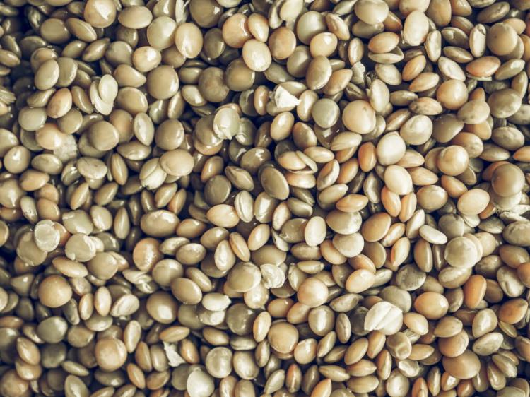 Planting Lentils: Everything You Need to Know
