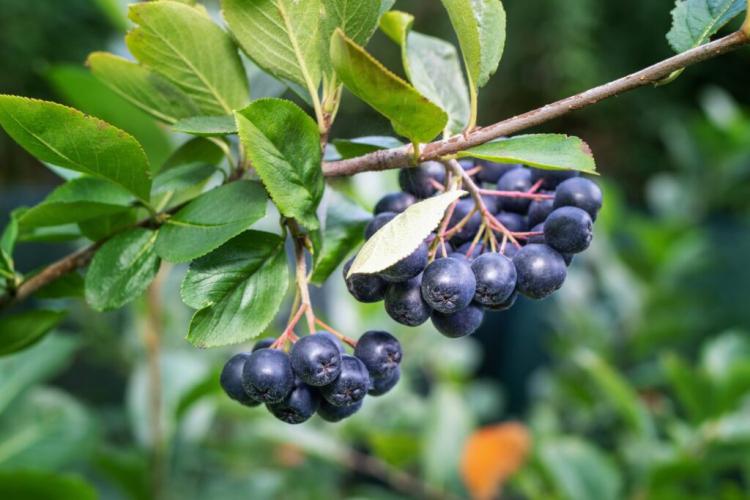 How To Plant Aronia Berries Care & Harvesting Chokeberry