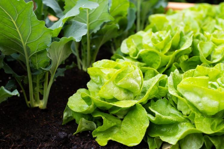 Planting lettuce: instructions for growing lettuce