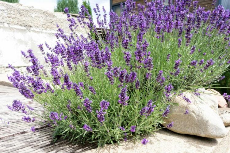 The Top 25 Types Of Real Lavender (Overview)