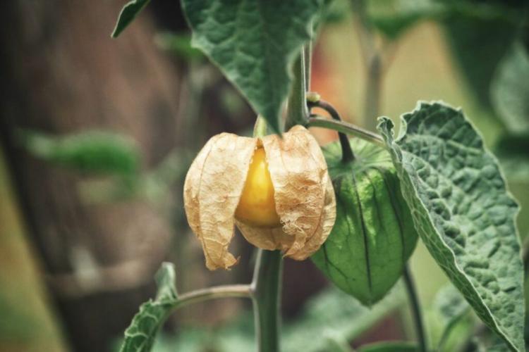 Maintaining Physalis: Pruning, Fertilizing and Care
