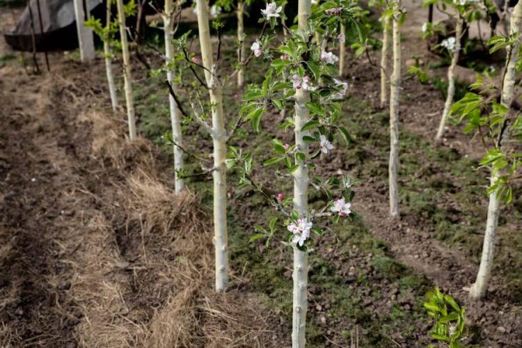 Pruning plum trees: when & how is it pruned?