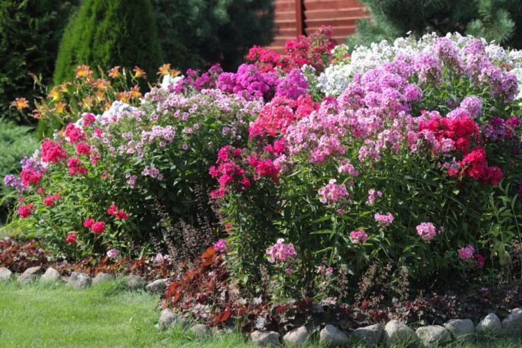 Phlox Paniculata: Everything you need to know about planting & caring for the high flame flower