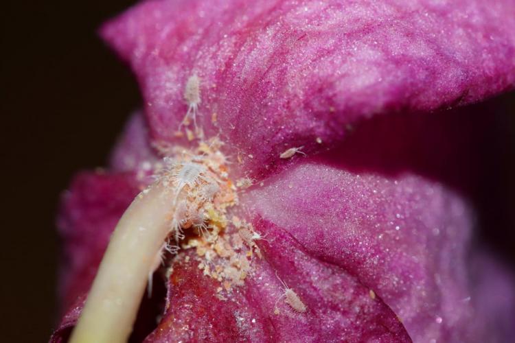 Mealybugs: Detect, Prevent & Control