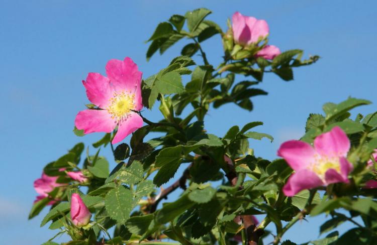 The 20 Most Popular Wild Rose Types