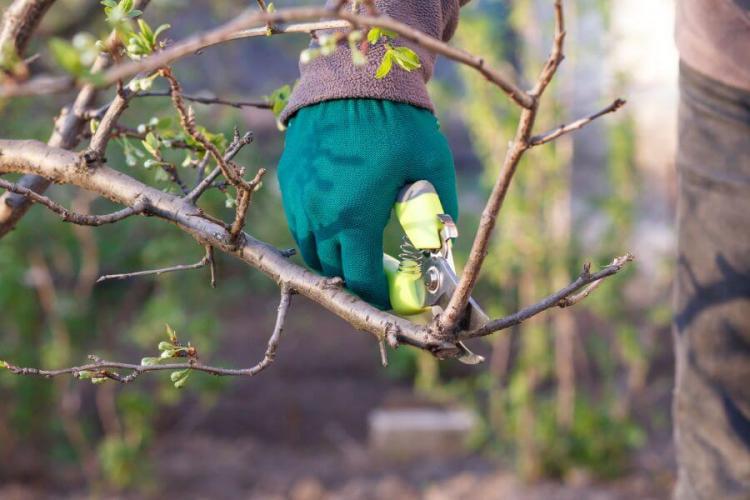 Pruning plum trees: when & how is it pruned?