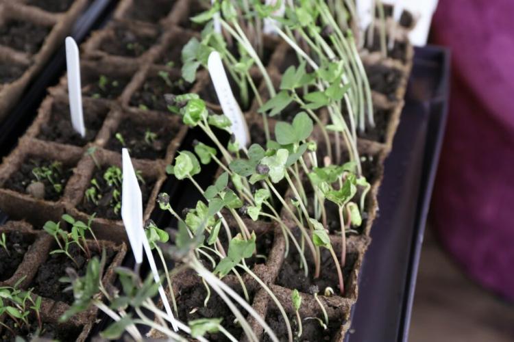 Tip-over sickness in seedlings: cause & measures