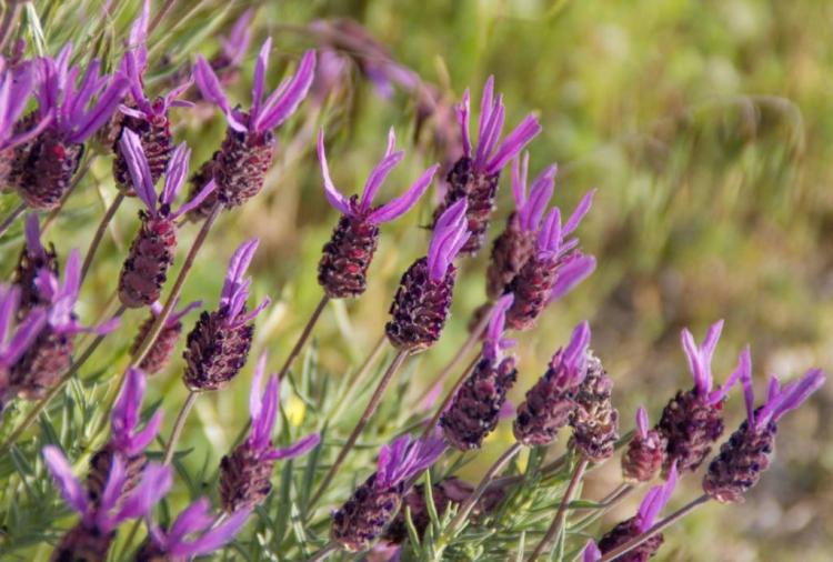 Growing Lavender: This Is How It Works In Your Garden