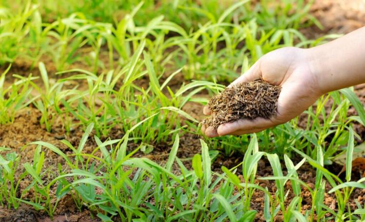 Natural Fertilizers: Uses & Benefits Of Natural Fertilizers