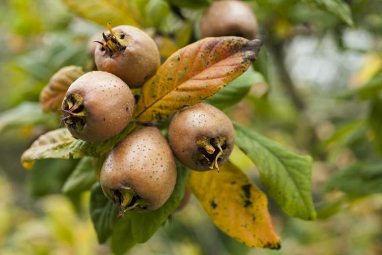 Medlar: Everything about varieties, plants & care