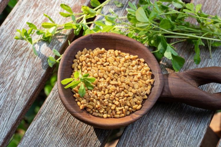 What Is Fenugreek Used For : The Medicinal Plant
