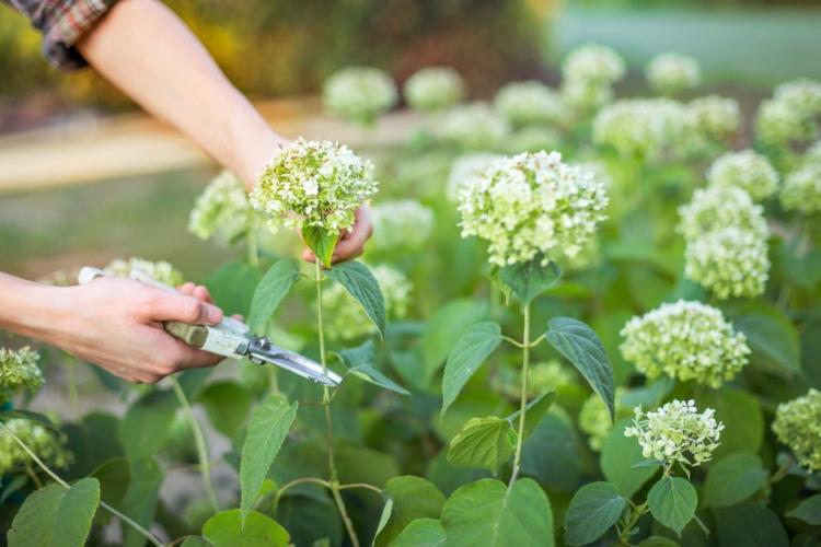 Hydrangea care: instructions for correct watering, cutting & Co.