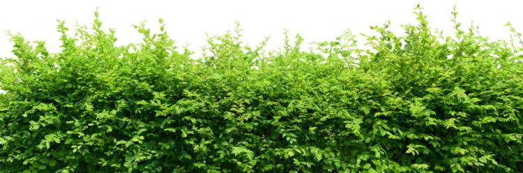 Fertilizing hedges: tips & tricks for proper care