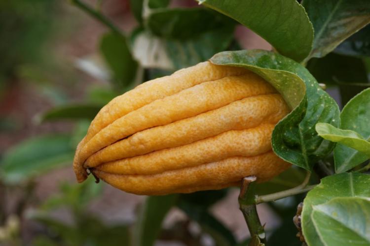 Buddha's hand: everything you need to know about planting & caring for the lemon