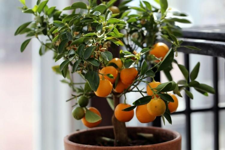 Wintering The Orange Tree: Tips And Tricks