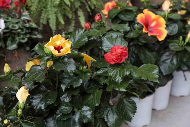 Hibiscus: all the tips for the perfect bloom