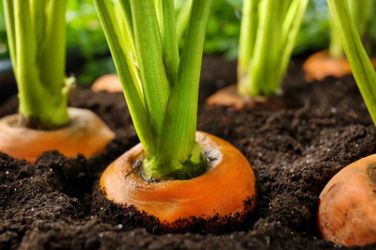 10 Tips For The Perfect Carrot From Your Garden