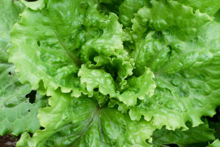Batavia lettuce: everything to grow & harvest in the garden