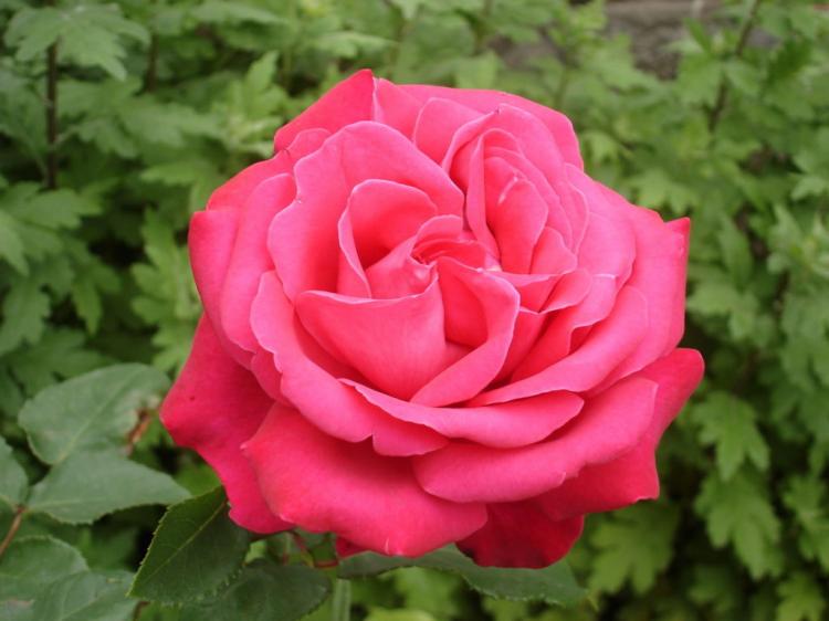 Scented rose varieties: an overview of the 20 most popular scented varieties