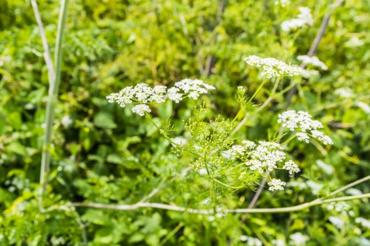 Chervil: Cultivation & Care of the Ancient Vegetable