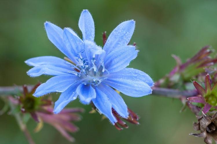 Chicory: expert tips on cultivation, care and harvest
