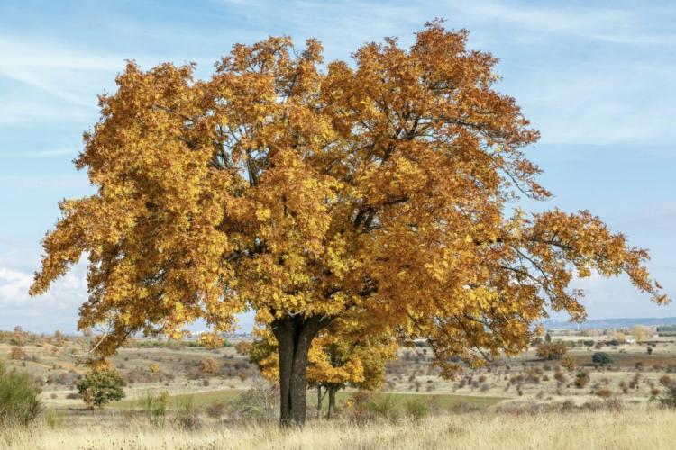 Service tree: planting & caring for the rare tree