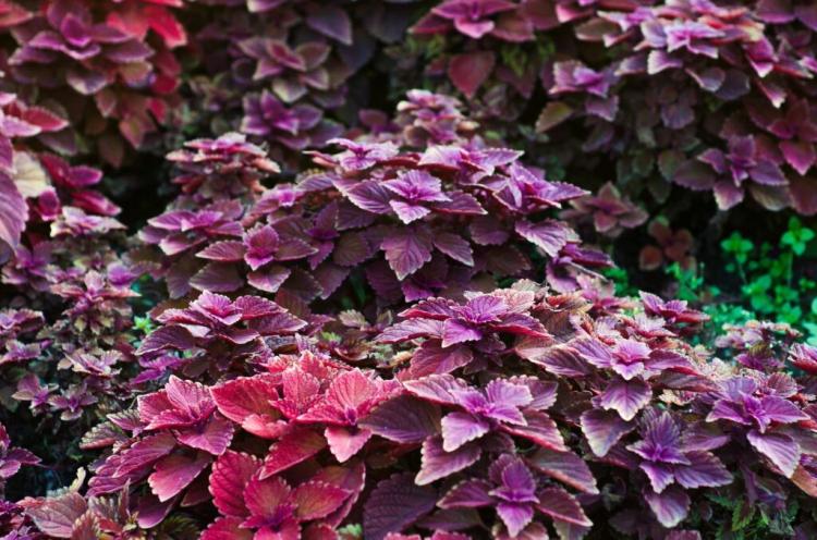 Shiso And Perilla: The Exotic Herb From The Far East