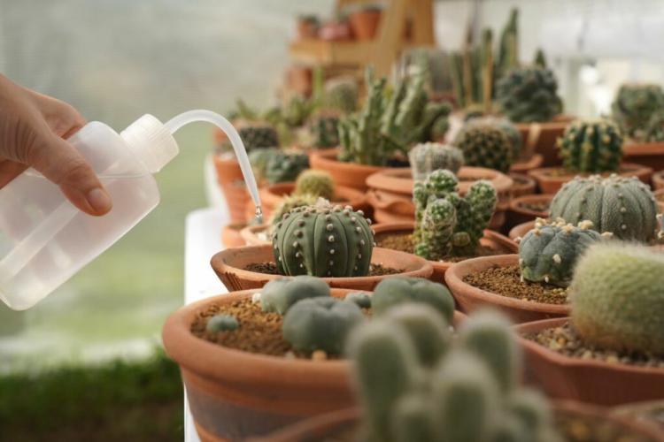 Cacti care: watering & fertilizing